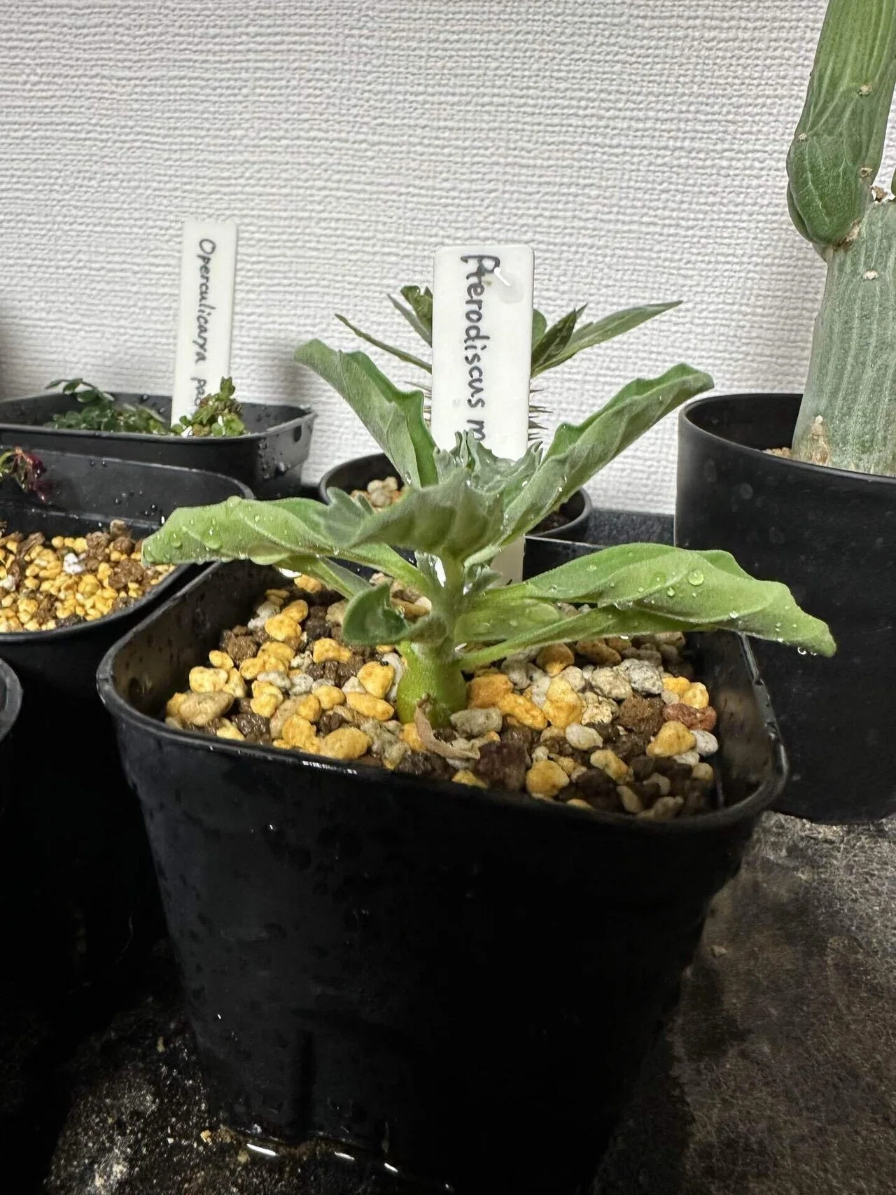 プテロディスクス マカチニエンシスの実生記録｜発芽から育成記録まで