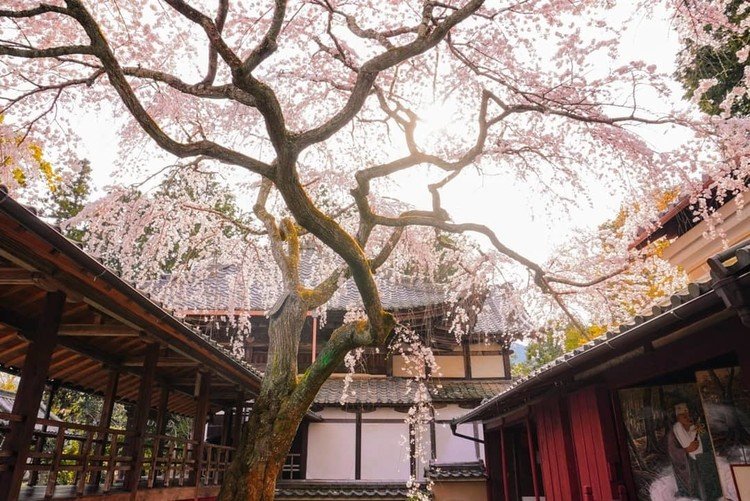 十輪寺の業平桜