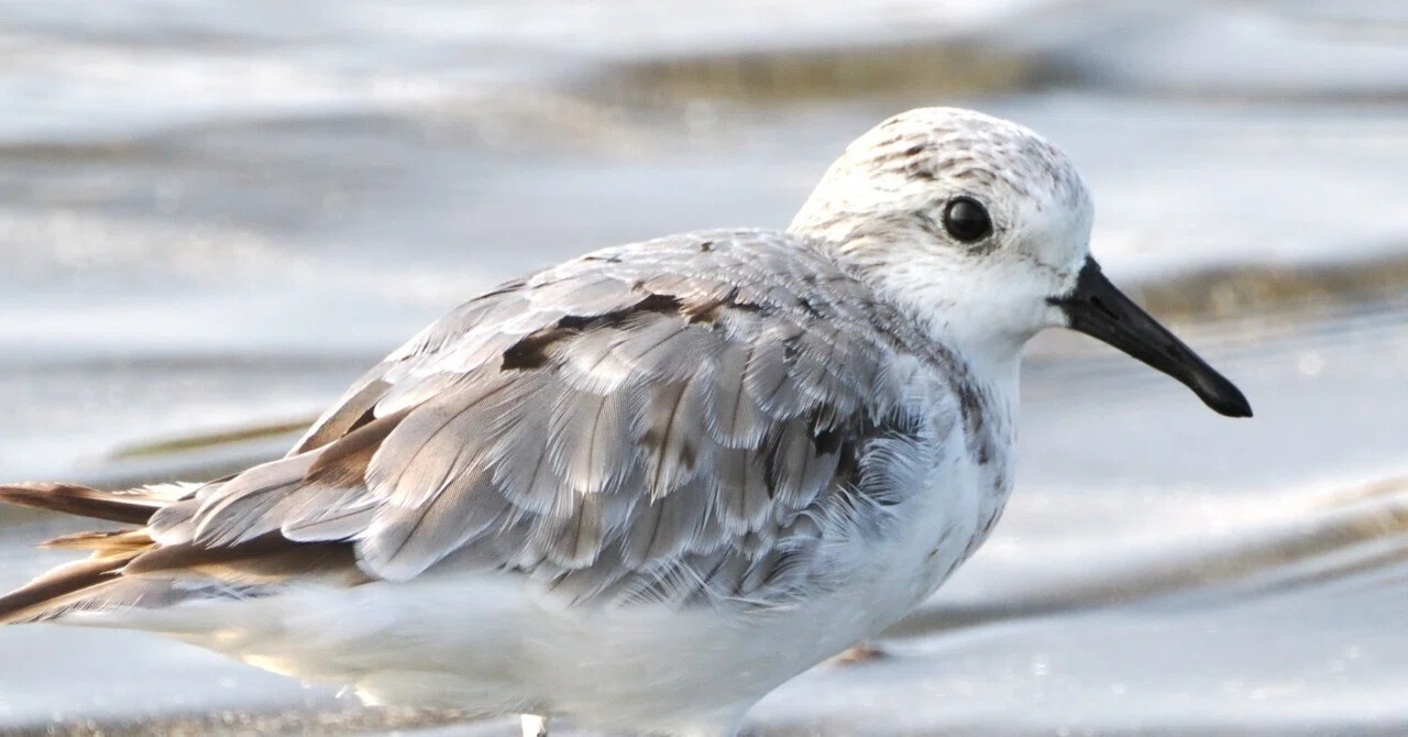 夏の最終日は干潟で探鳥：シギチたちは今年も｜もずきち