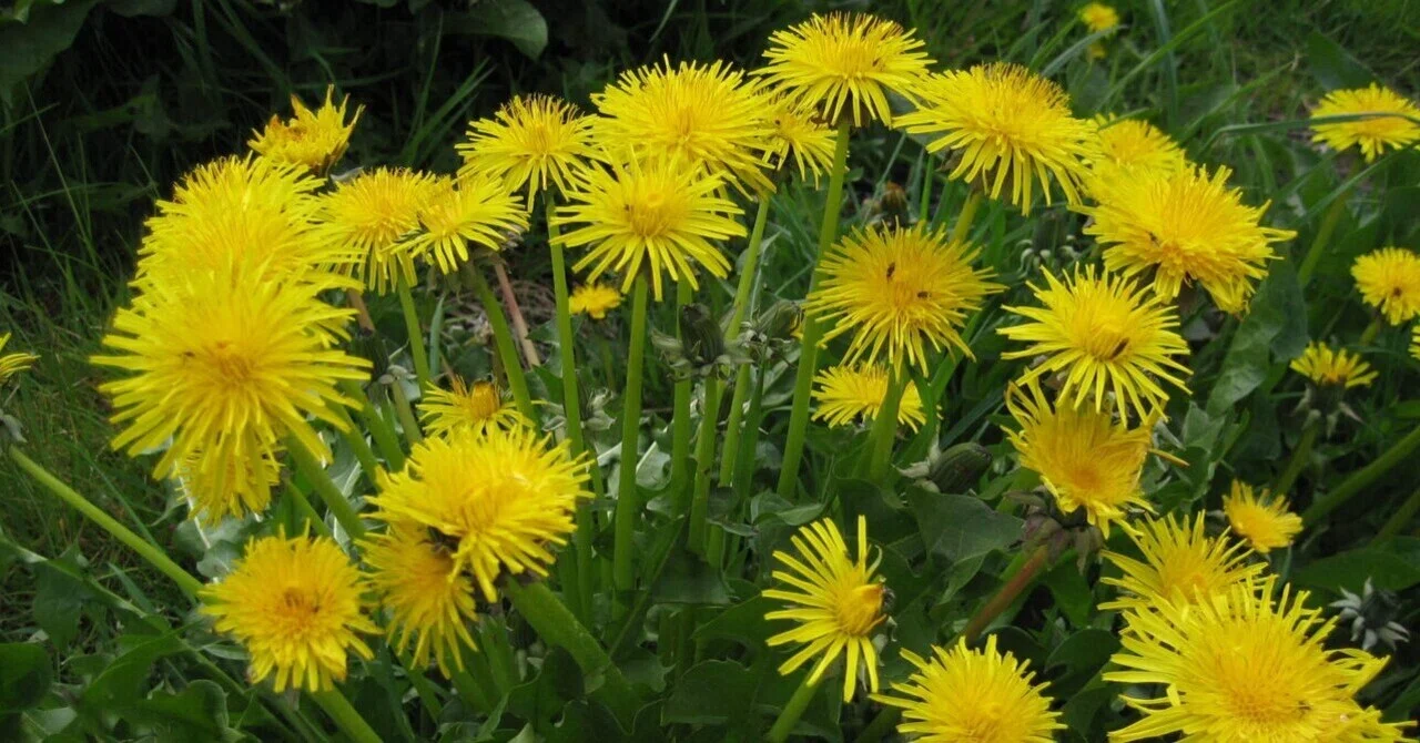 最新｜タンポポ：保護効果に富んだ謙虚な雑草