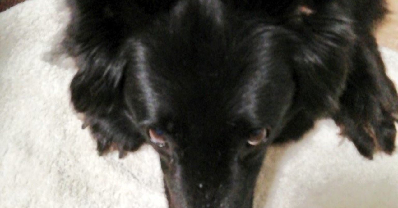 ようこそ 犬語の世界へ その行動は犬のわがままなのか Hechimaco Note