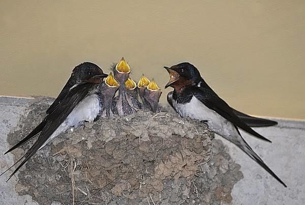 第898回 鳥の巣｜翆野 大地