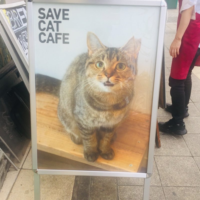 猫カフェより保護猫カフェがオススメの３つの理由 サトイモイモ子 Note