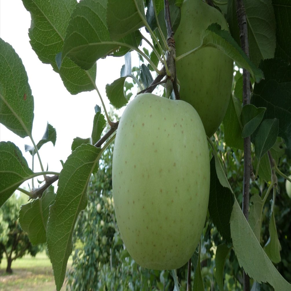 りんごの生育レポート＃2025年9月｜クニミノマド オーナー制度