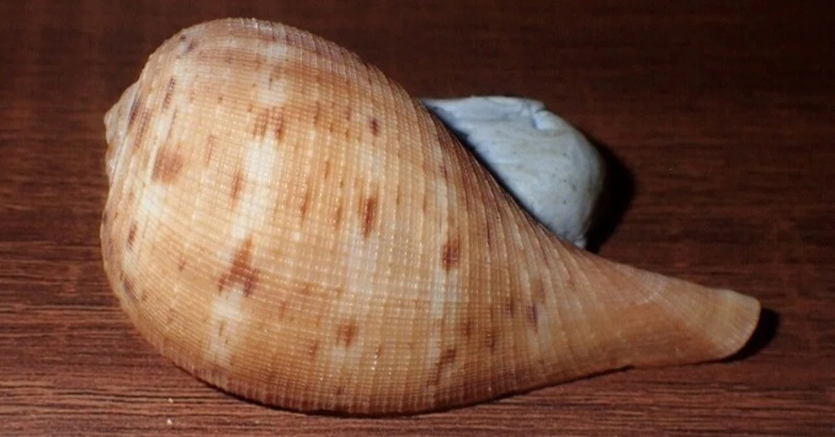 伊豆の海で拾った大きい巻貝 【公式通販】