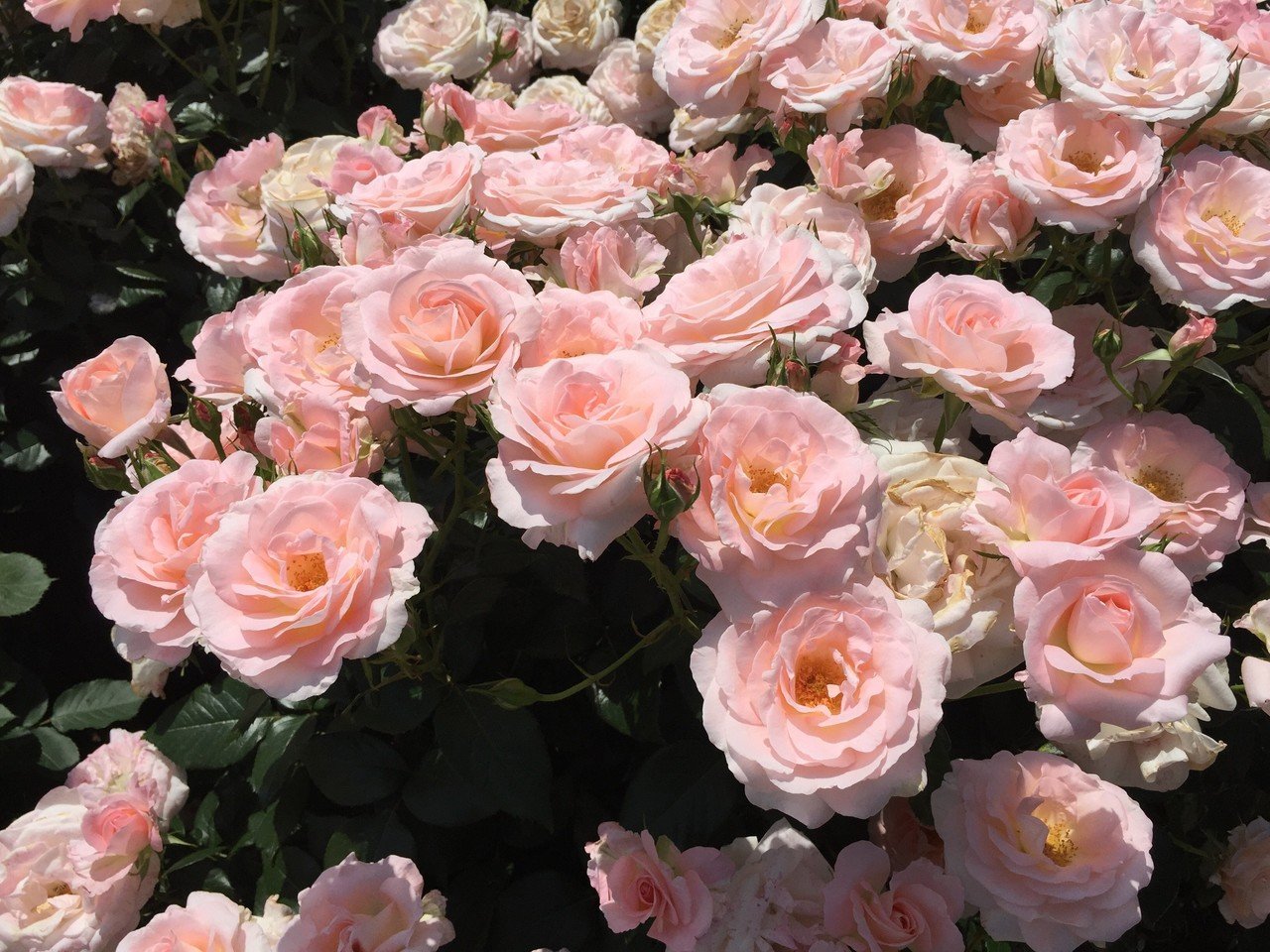 【貴重美品】湖に咲く薔薇 貴重美品】湖に咲く薔薇 2025年最新】湖に咲く薔薇の人気