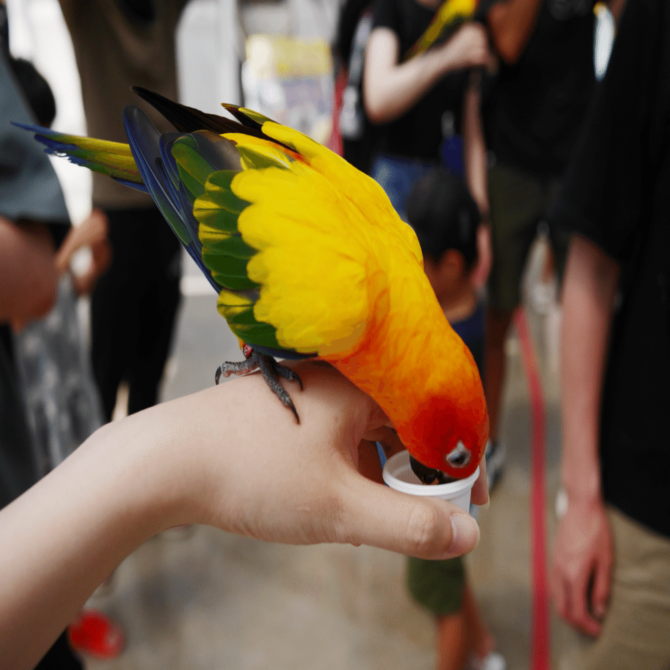掛川花鳥園のハシビロコウに会いに行ったら鳥という鳥すべての魅力に