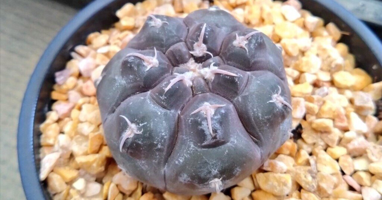 選抜　紅蛇丸 紅蛇丸｜文守 萌樹