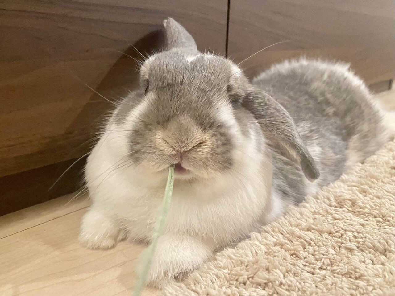 9月前半 元気喪失うさぎ｜優香