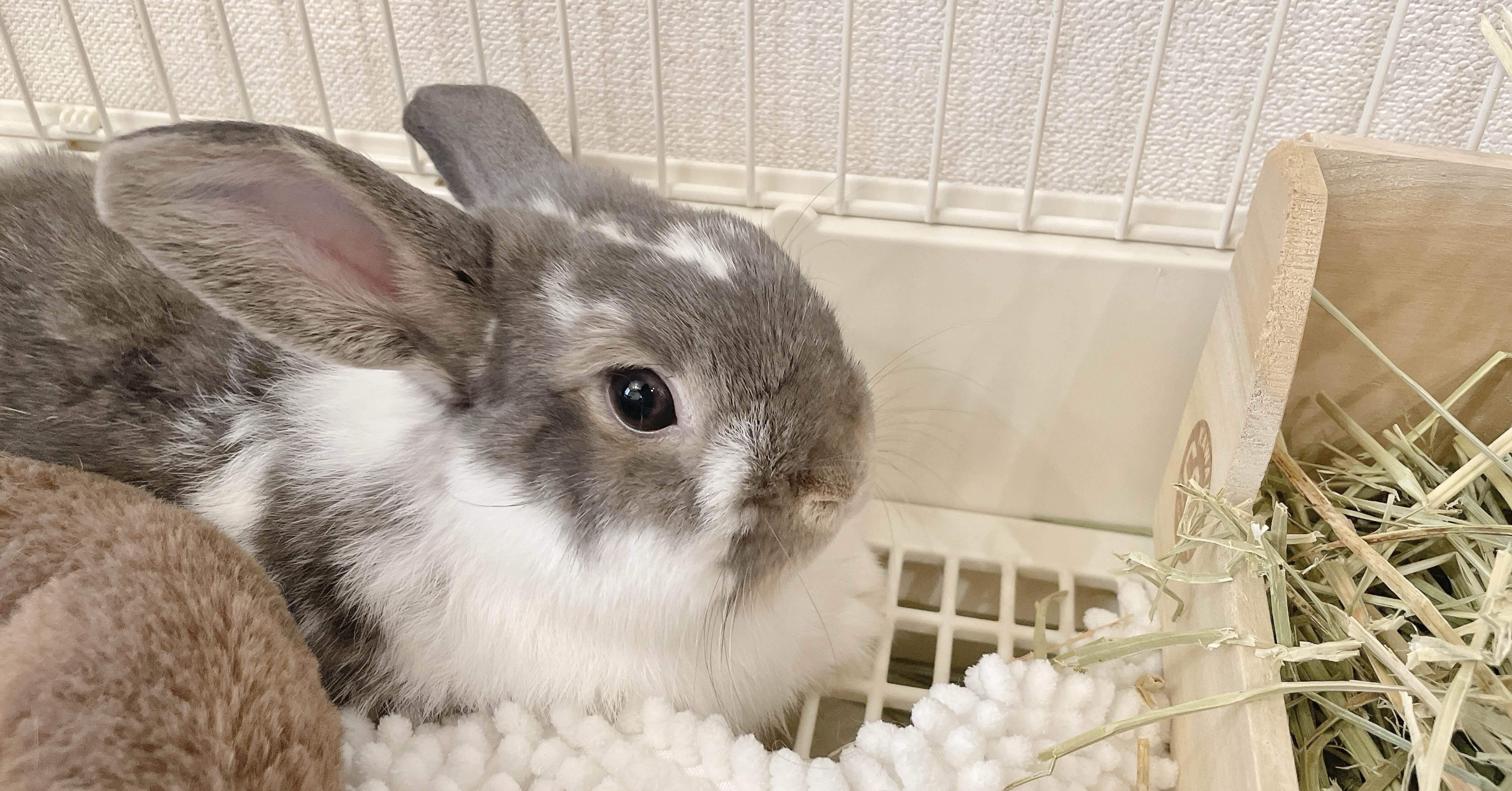 9月前半 元気喪失うさぎ｜優香