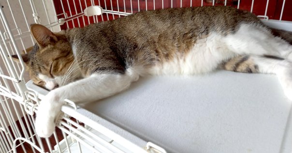 北大2年次編入　英語8カ年　平成27年度〜令和4年度 北大2年次編入 英語8カ年 平成27年度〜令和4年度