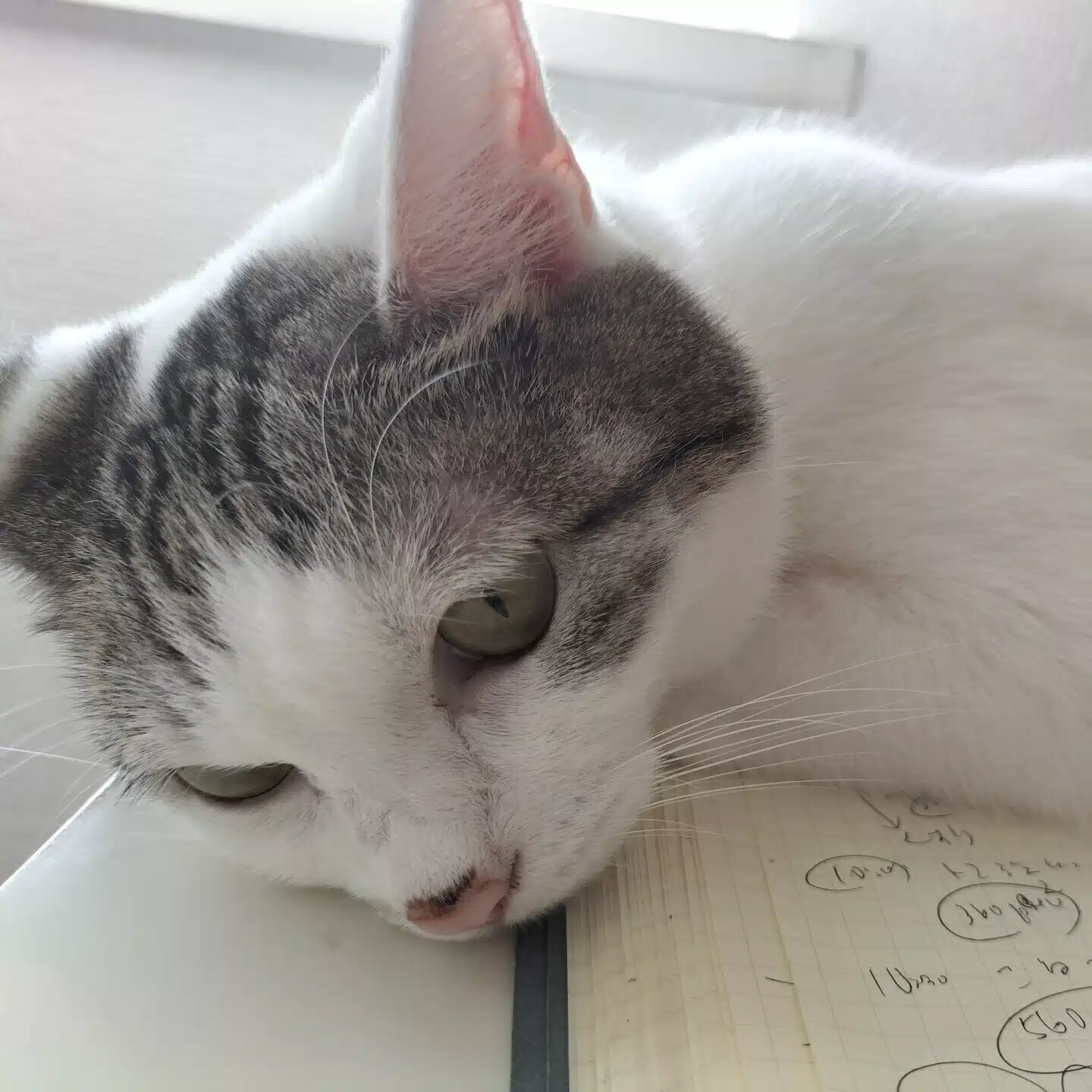 ねこまっしぐら|映画・読書・美味しいもの好き