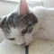 ねこまっしぐら|映画・読書・美味しいもの好き