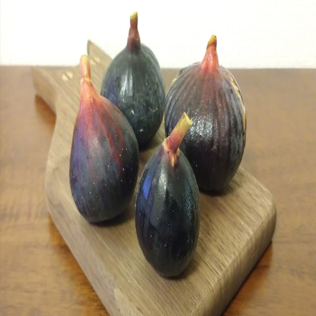 エカチェリーナイチジク4種セット 充実株 イシヅキ農園さん イチジク ネグローネ 一文字仕立てプランター