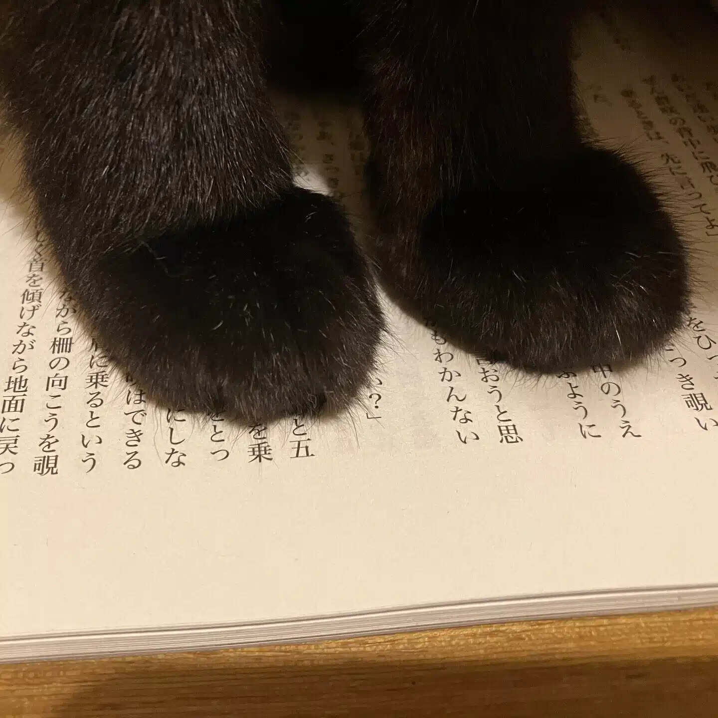 ねこにごはん
