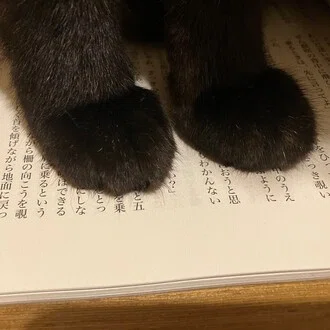 ねこにごはん