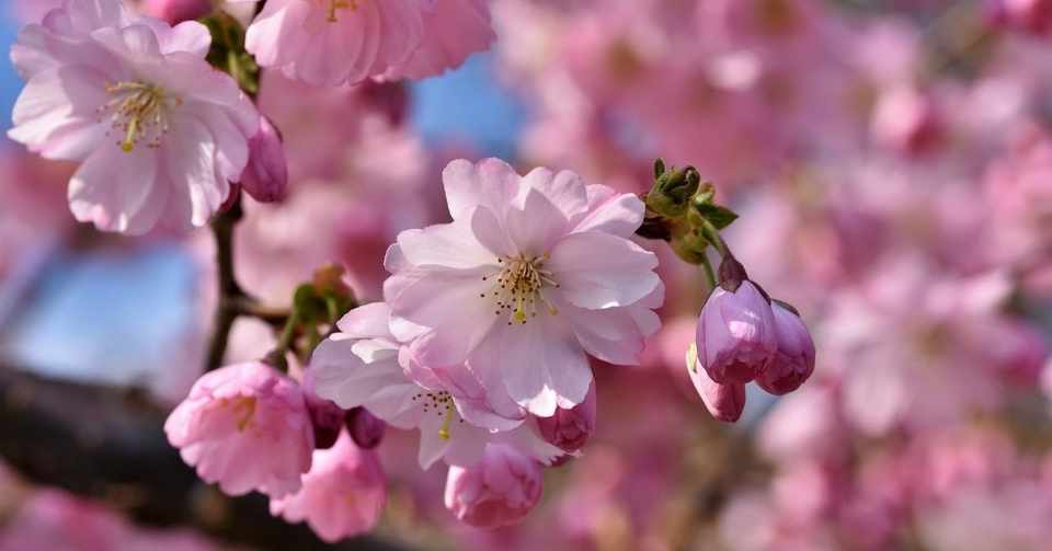 ４月の誕生花紹介 花との戯れ Note