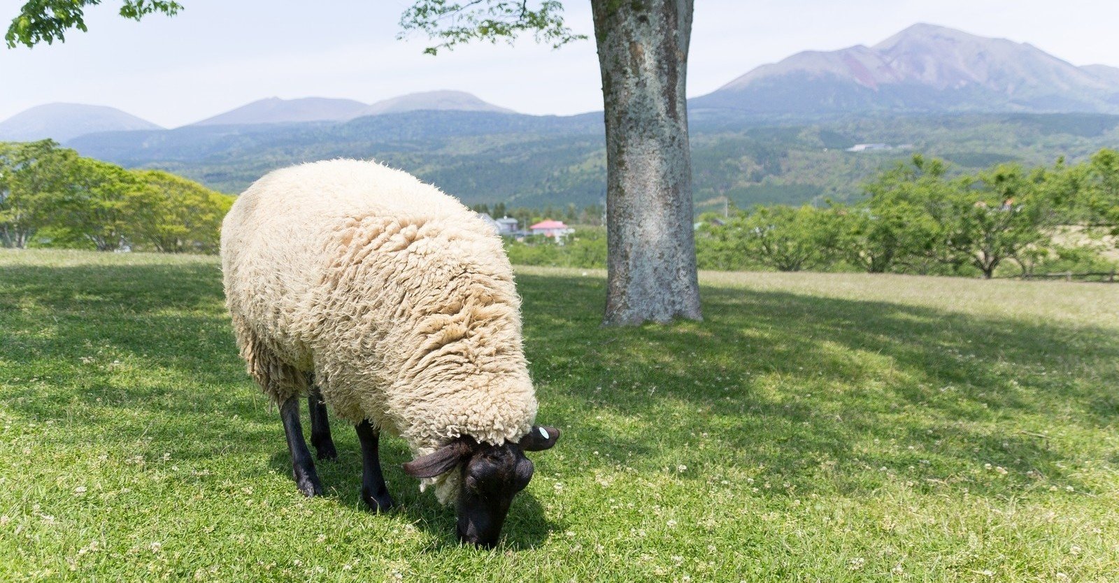 羊毛を化学構造から徹底解説 ー羊毛の7不思議ー World Of Wool Note 羊毛を化学構造から徹底解説 ー羊毛の7不思議ー World Of Wool Note