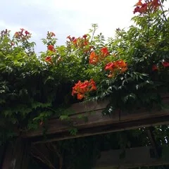 昭和の短歌］たとへば君 ガサッと落葉すくふやうに私をさらつて行つて