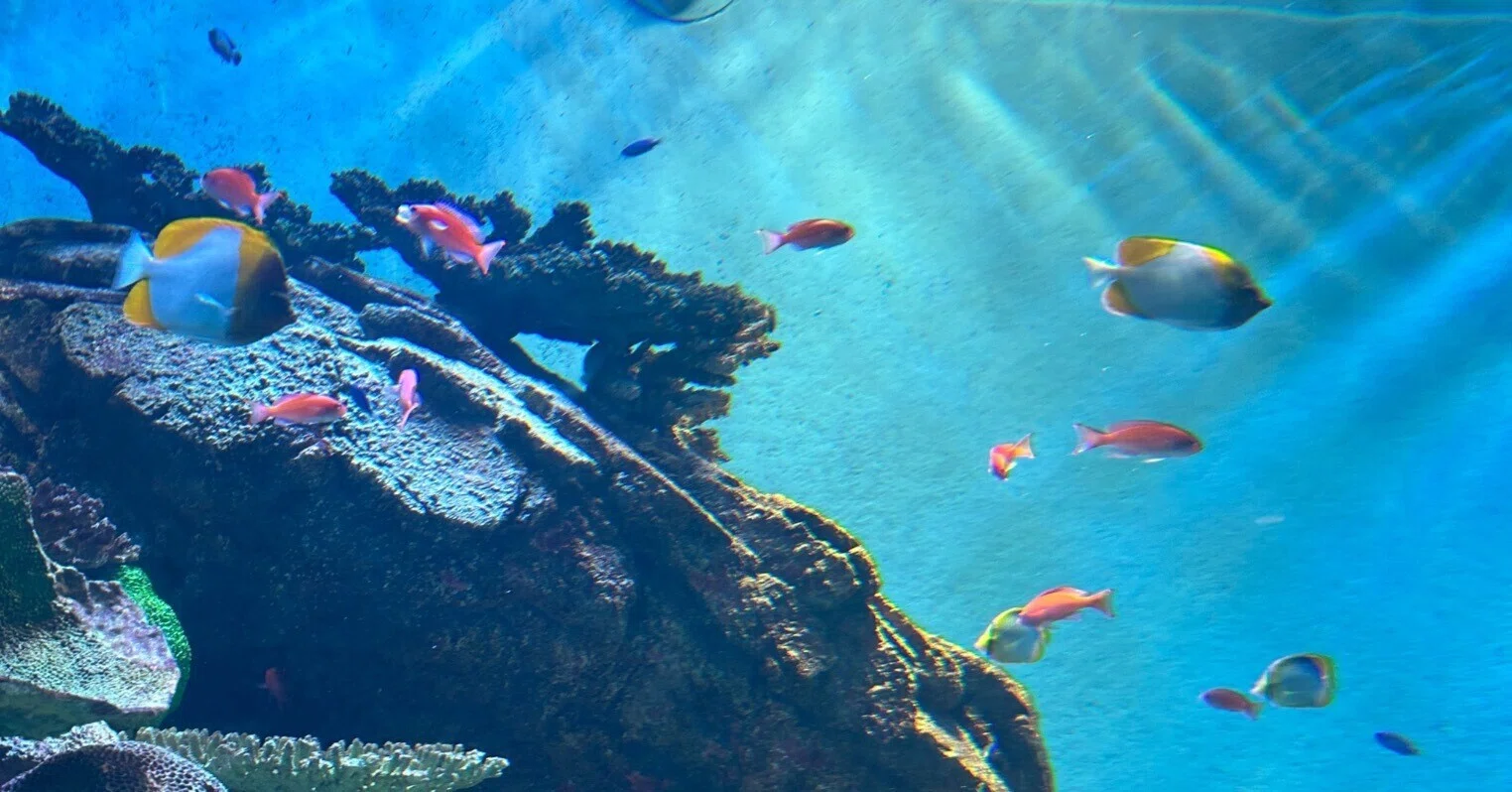 昭和レトロ　城崎　日和山海岸　海の生き物テーマの立体オブジェ　置き物　貝殻　海 兵庫一人旅行記 城崎マリンワールド＋日和山海岸ミュージアム｜あああ