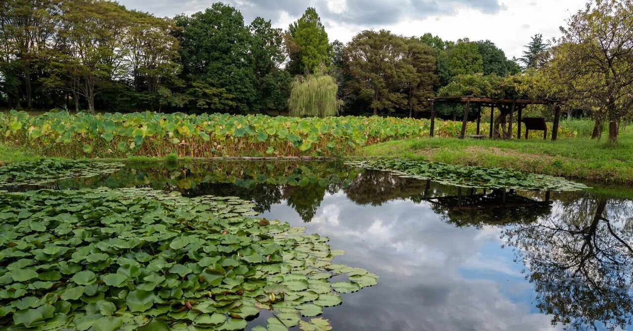 古河 公 方 公園 古河 総合 公園