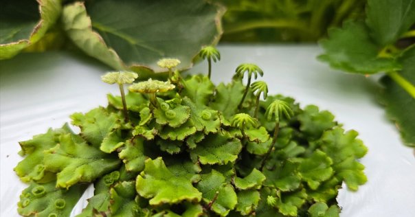 NHKスペシャル 足元の小宇宙 ~生命を見つめる植物写真家~ [DVD] Amazon.co.jp: NHKスペシャル 足元の小宇宙 ~生命を見つめる植物