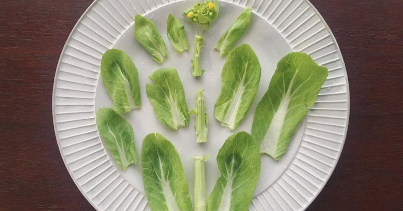 Study 31菜の花の部位ごとの甘さの違い 野菜labo 田野実 温代 Note