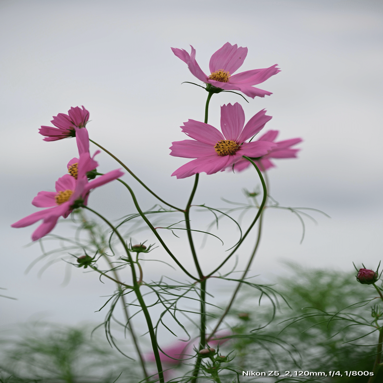 Z5II + 24-120mmで昭和記念公園の彼岸花｜レンズの先に