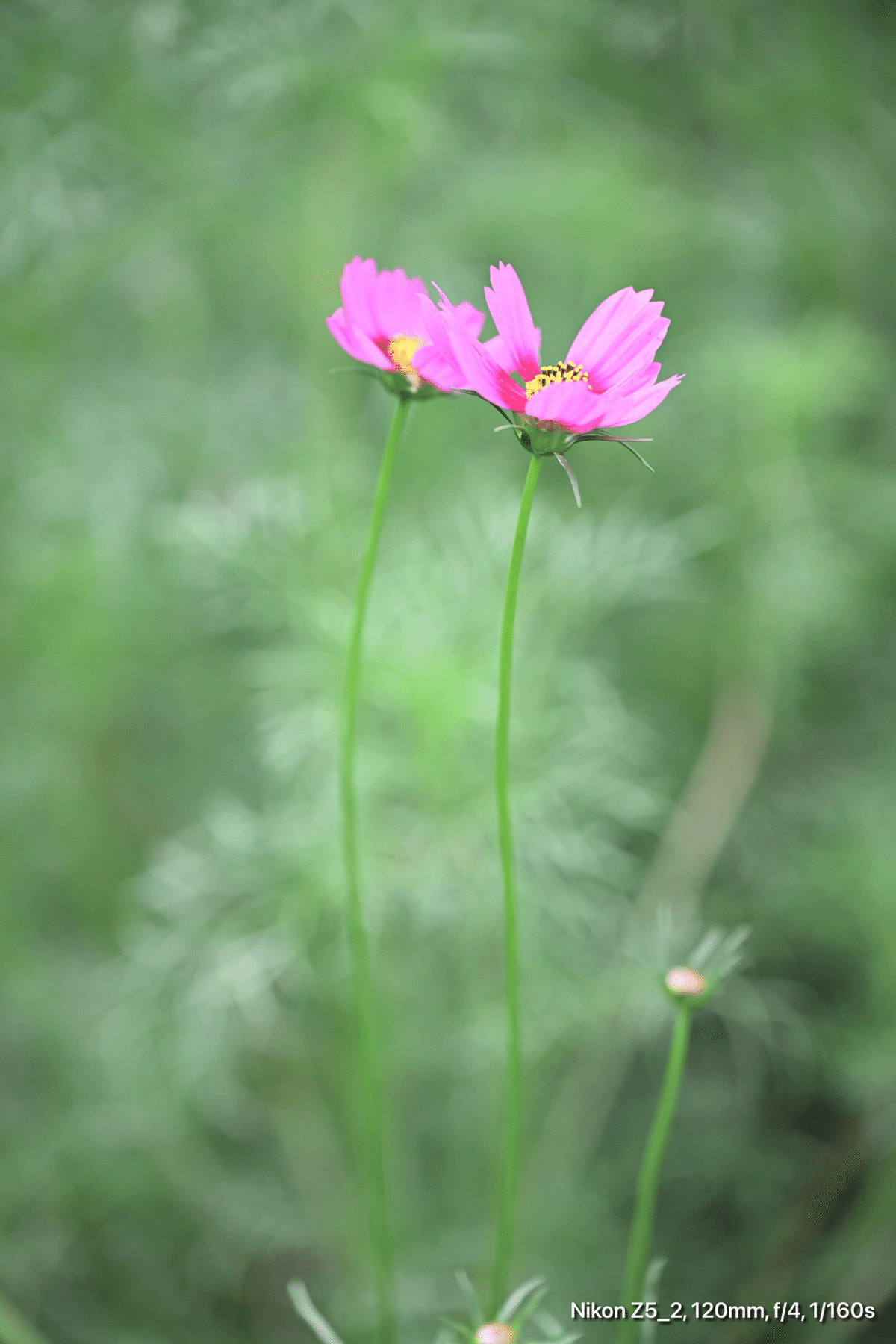 Z5II + 24-120mmで昭和記念公園の彼岸花｜レンズの先に