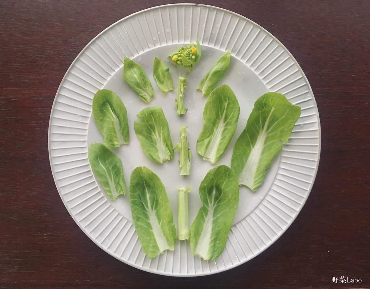 Study 31菜の花の部位ごとの甘さの違い 野菜labo 田野実 温代 Note