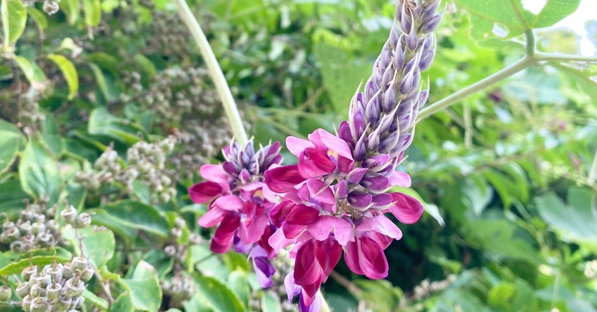 ☆953☆ 秋風を染める葡萄の香り 〜Aromatic walking〜｜から