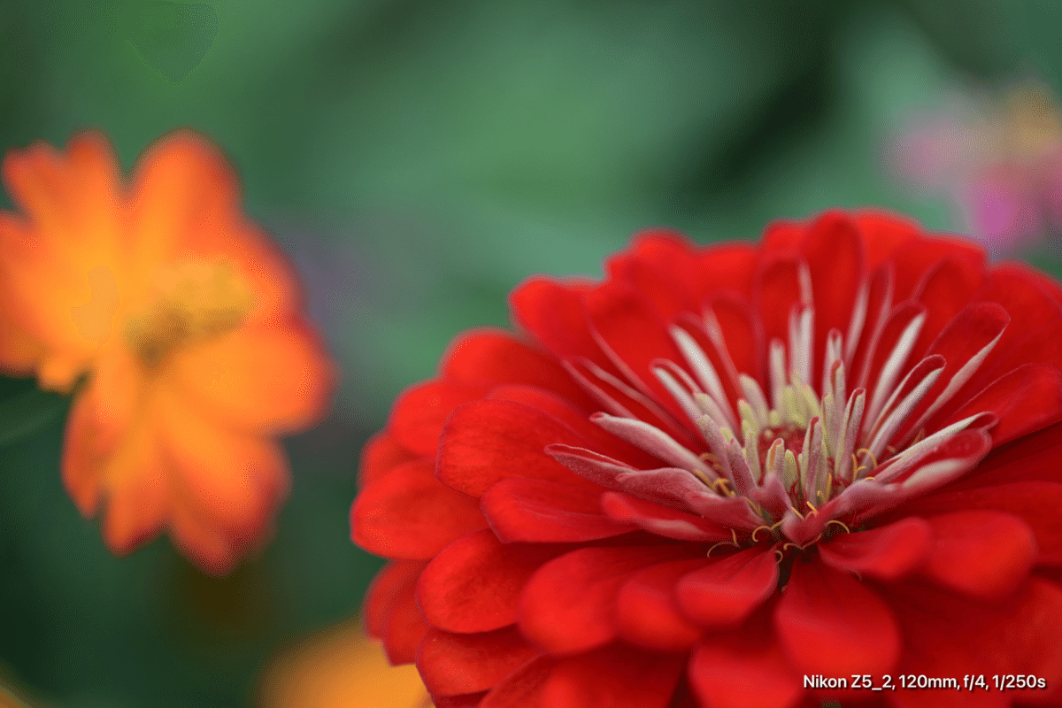 Z5II + 24-120mmで昭和記念公園の彼岸花｜レンズの先に
