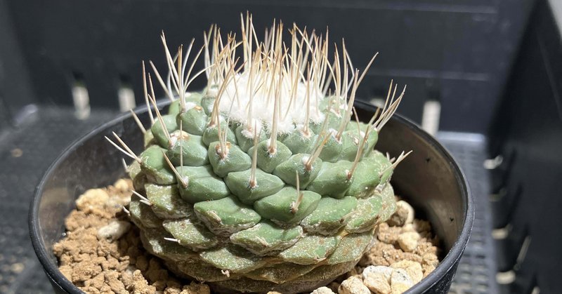 サボテン - メルカリ｜サキュビットくん｜note