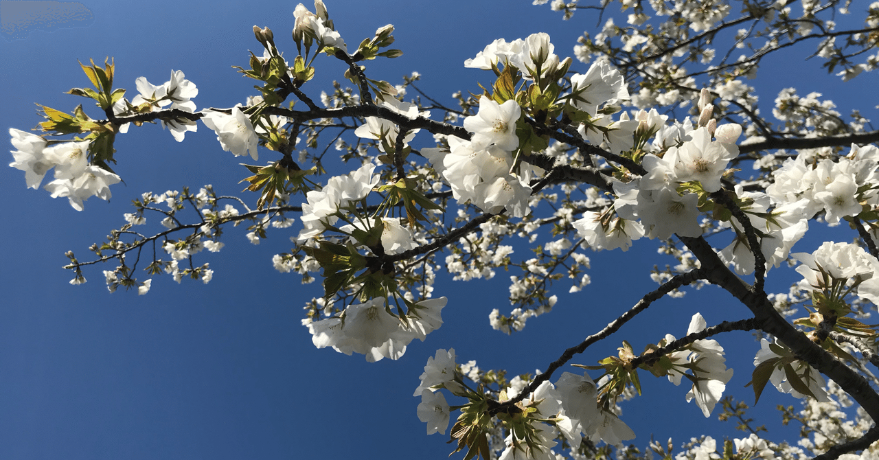 ビックリしやすい人の そこから派生する特徴について 海野しぶき 思春期ブルー相談室 note
