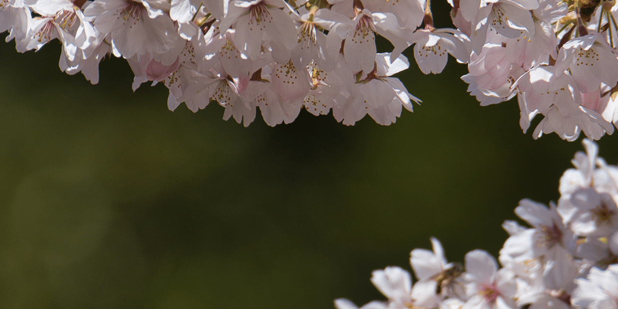 桜の花の写真をどうぞ T Koba Note