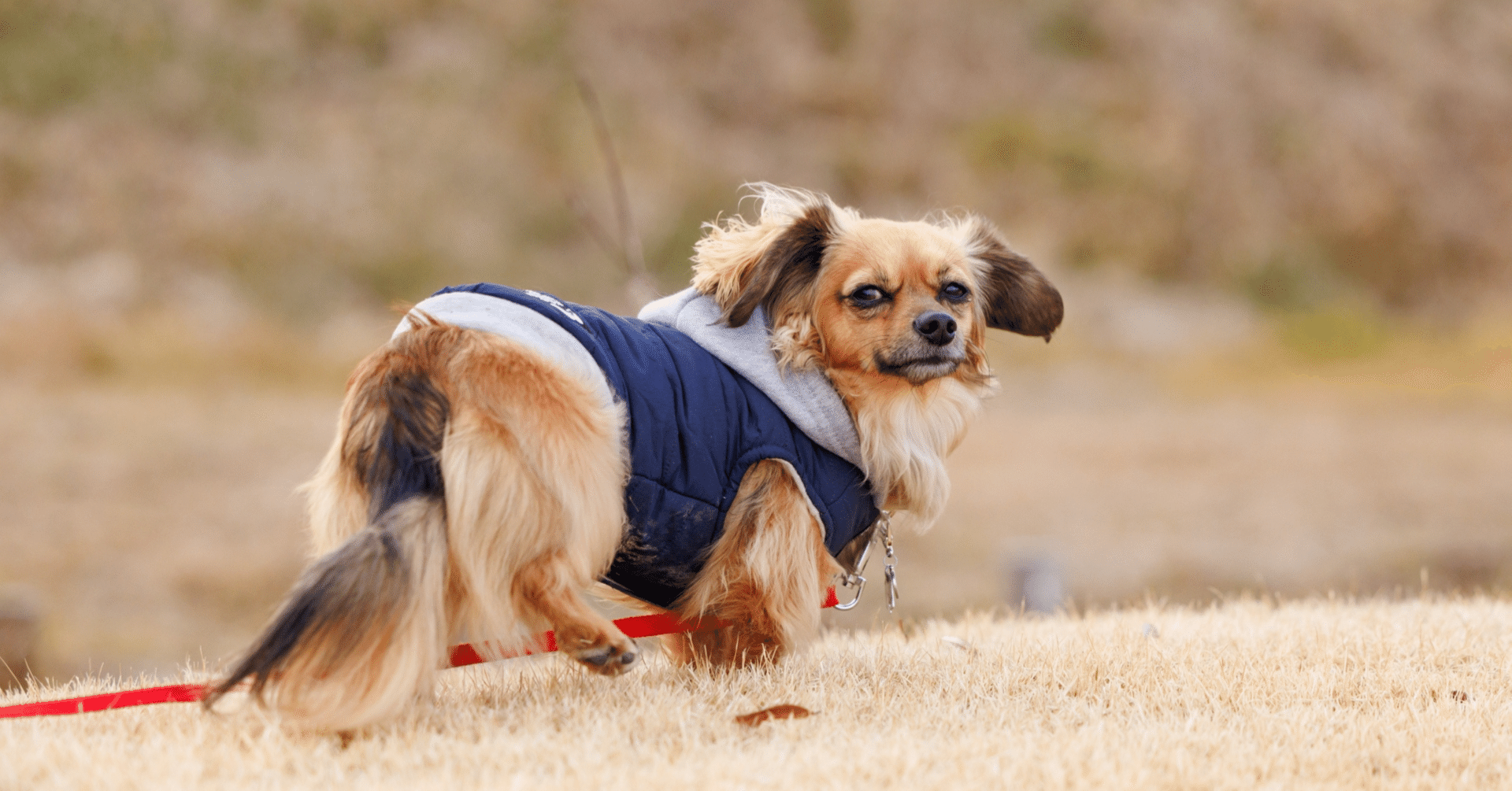 sua　runpetドライハウス ドライボプラス 犬 猫 Homerunpet ドライヤーハウス「ドライボ・プラス」ホームランペット