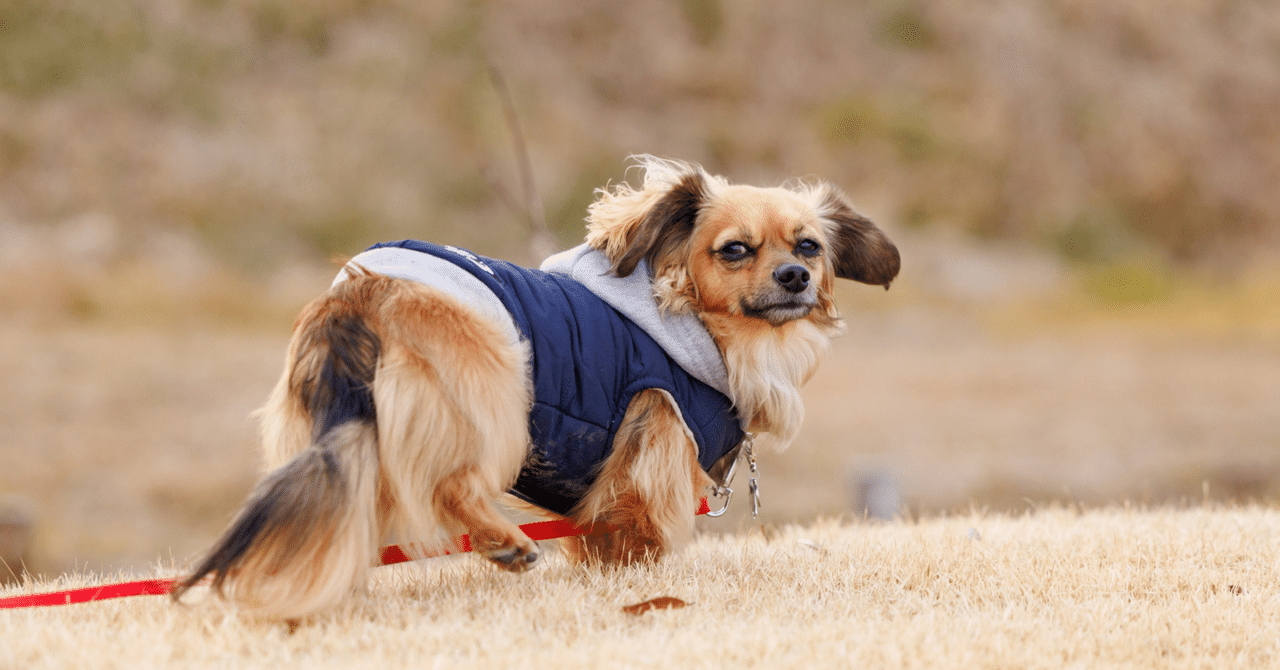 ★良品★ runpet ペット ブロワー ドライヤー PD10 homerunPET ペットブロワー – homerunPET Japan