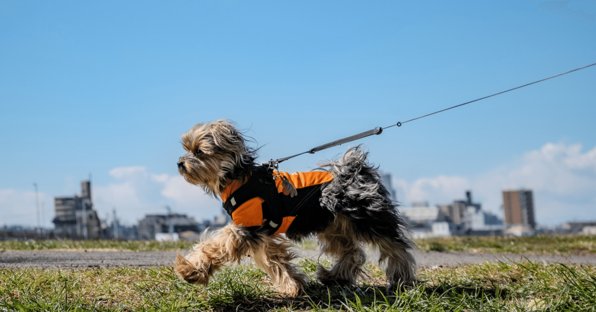 【大風量】QIUYMI ペットドライヤー 犬用 2800W QIUYMIはどこの国のブランド？ペットドライヤー・犬用ドライヤー│速乾