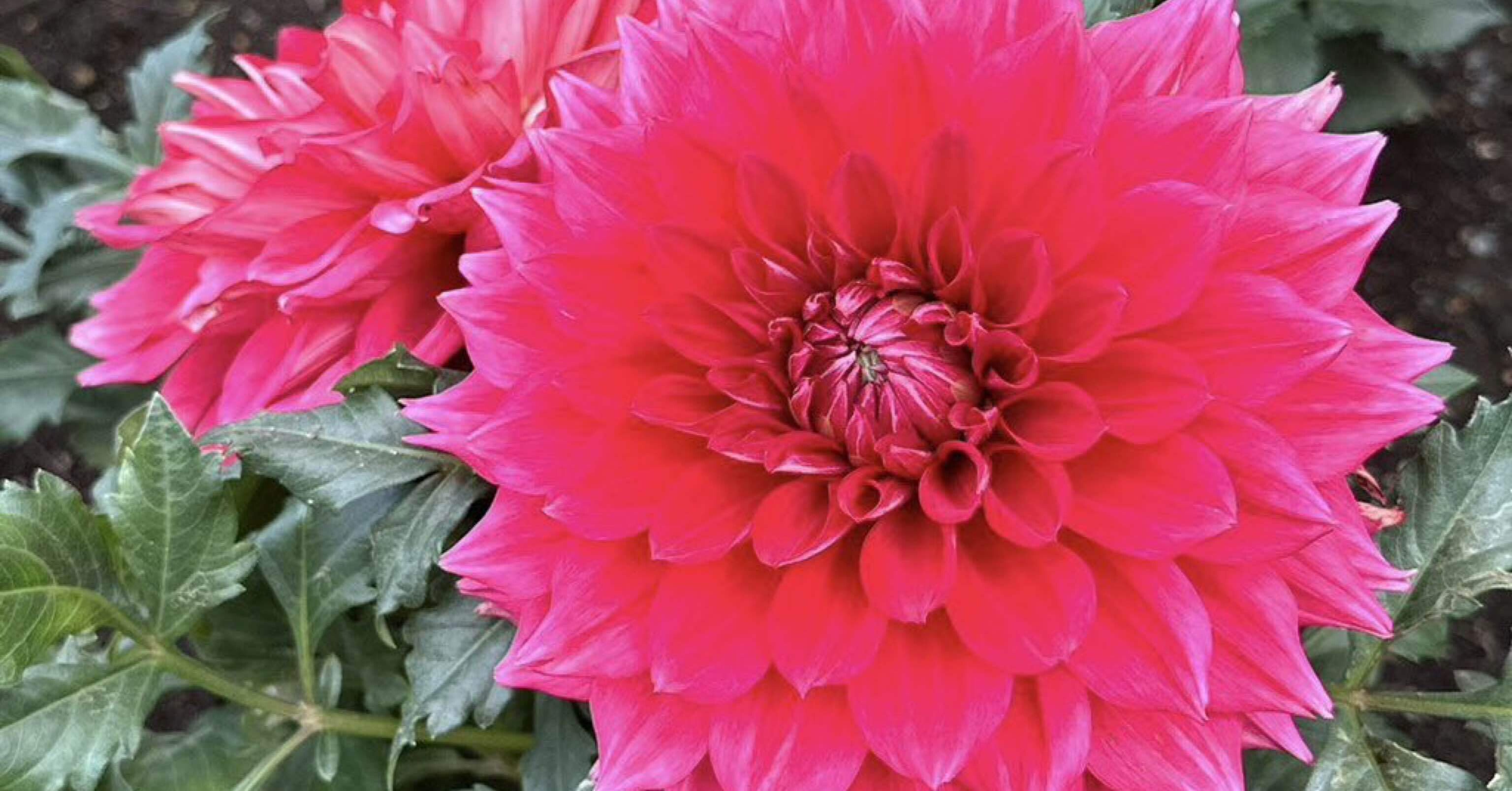 上野東照宮ぼたん苑で特別祭典「ダリア綾なす秋の園」が開催！｜上野案内所