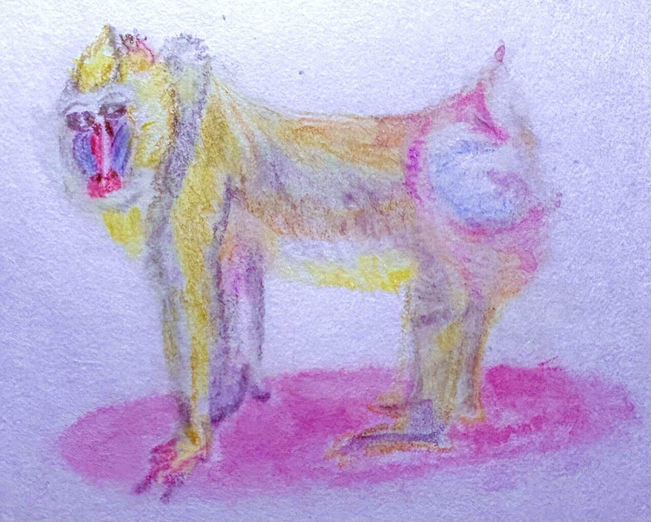 【原画】『ルドリー将軍』（マンドリル　猿　絵画　パステル画） 原画】『ルドリー将軍』（マンドリル 猿 絵画 パステル画