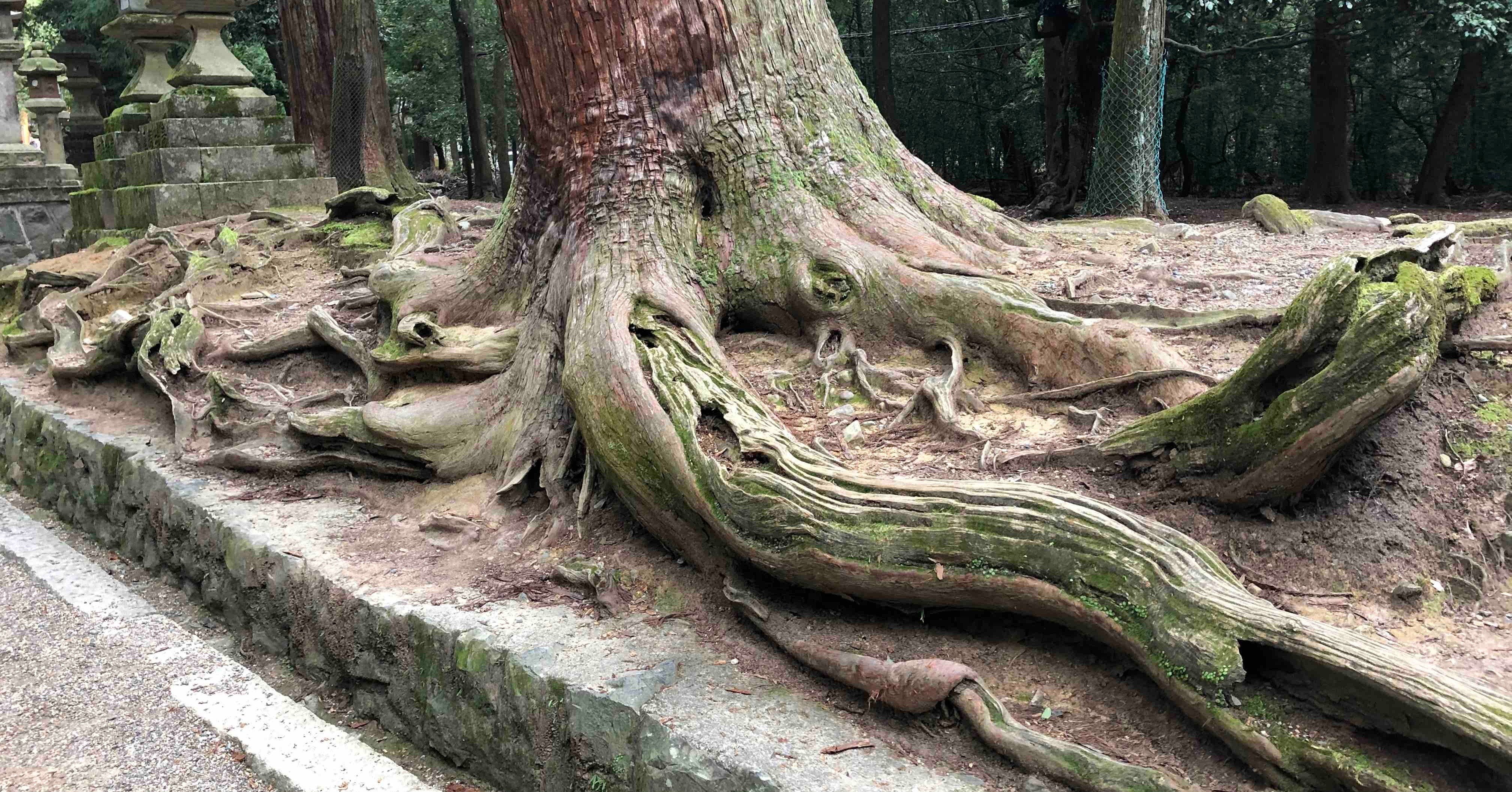 一本木、欅の根　　樹齢木の根