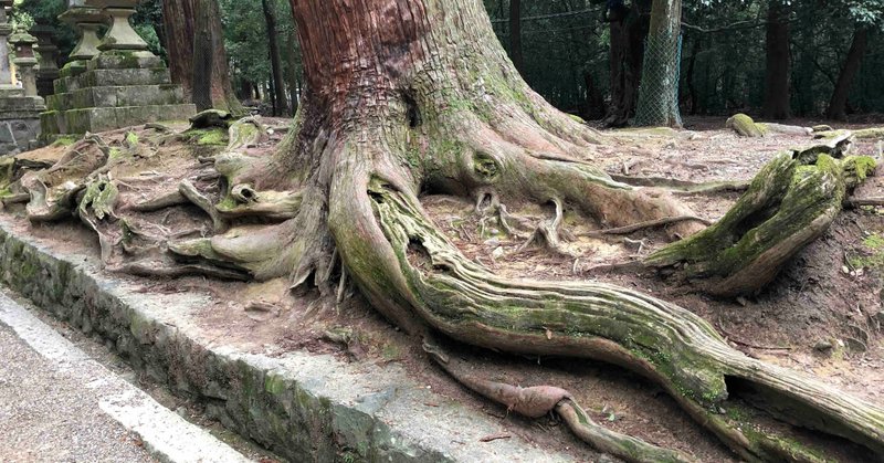華道が現代に生きる意味３ 木の根っこから学ぶこと 生駒 瓢曄 Note