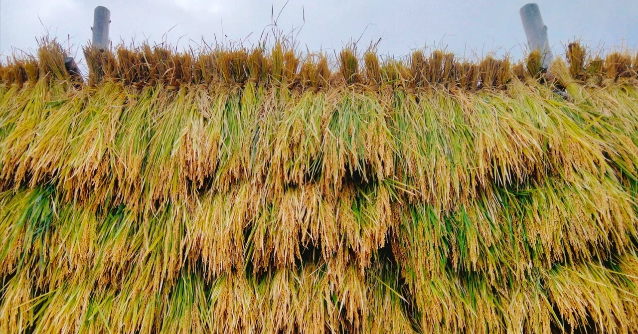 [Learning Traditional Crafts, Learning Traditional Farming] Part 4 ...