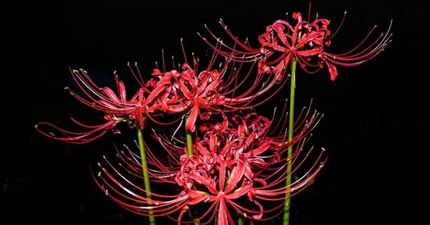 あ〜きゃん♬様　レア　高品質　ブルー桜瑪瑙　ゾウ　プレート　スラブ あ〜きゃん♬様 レア 高品質 ブルー桜瑪瑙 ゾウ プレート スラブ 部分