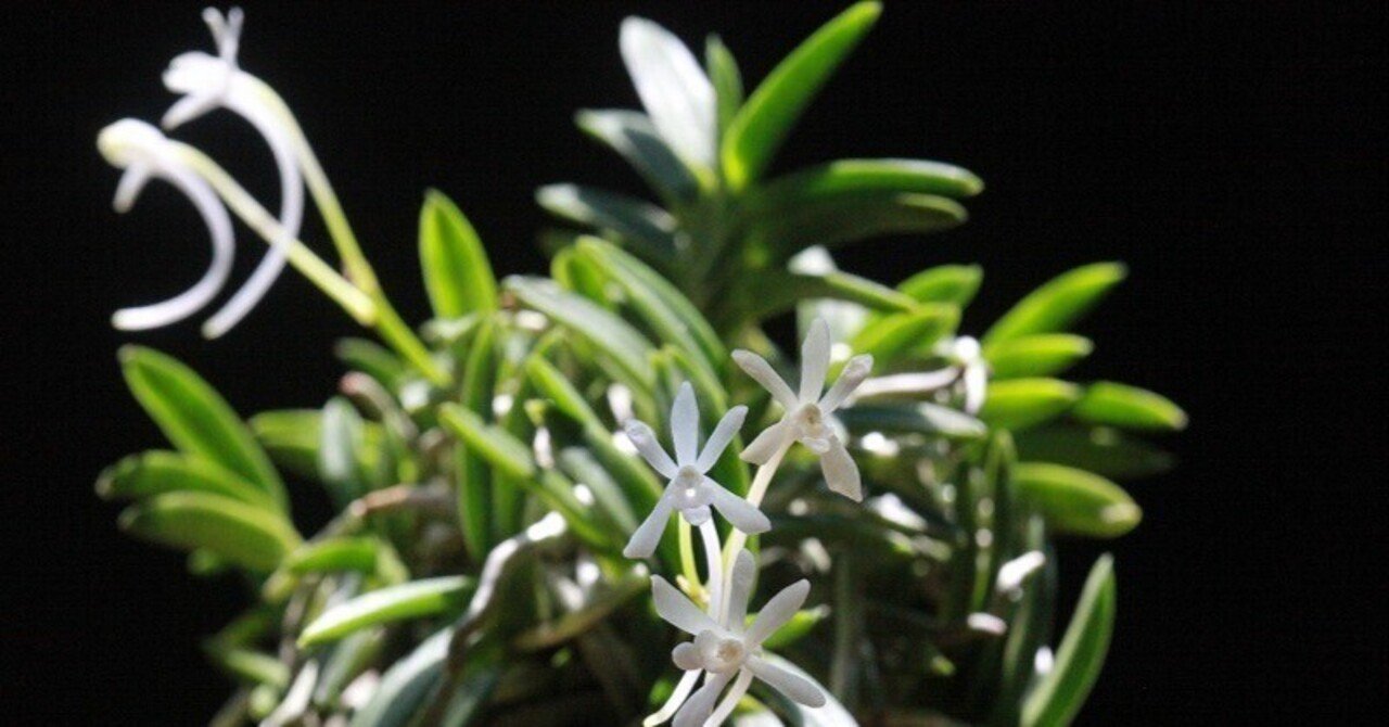 富貴蘭「紅緑宝」の花｜KJ Morison