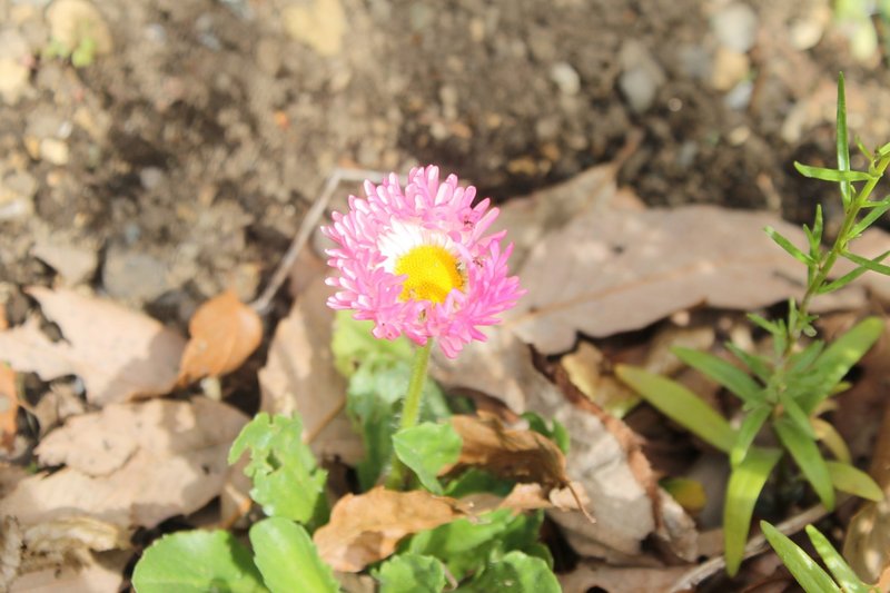 庭の植物 3 27 Nakada Shugo Note