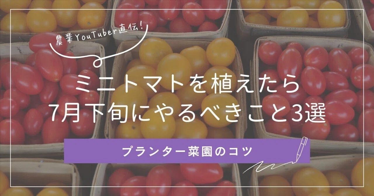 ミニトマトを植えたら7月下旬にやるべきこと3選｜家庭菜園YouTuberの