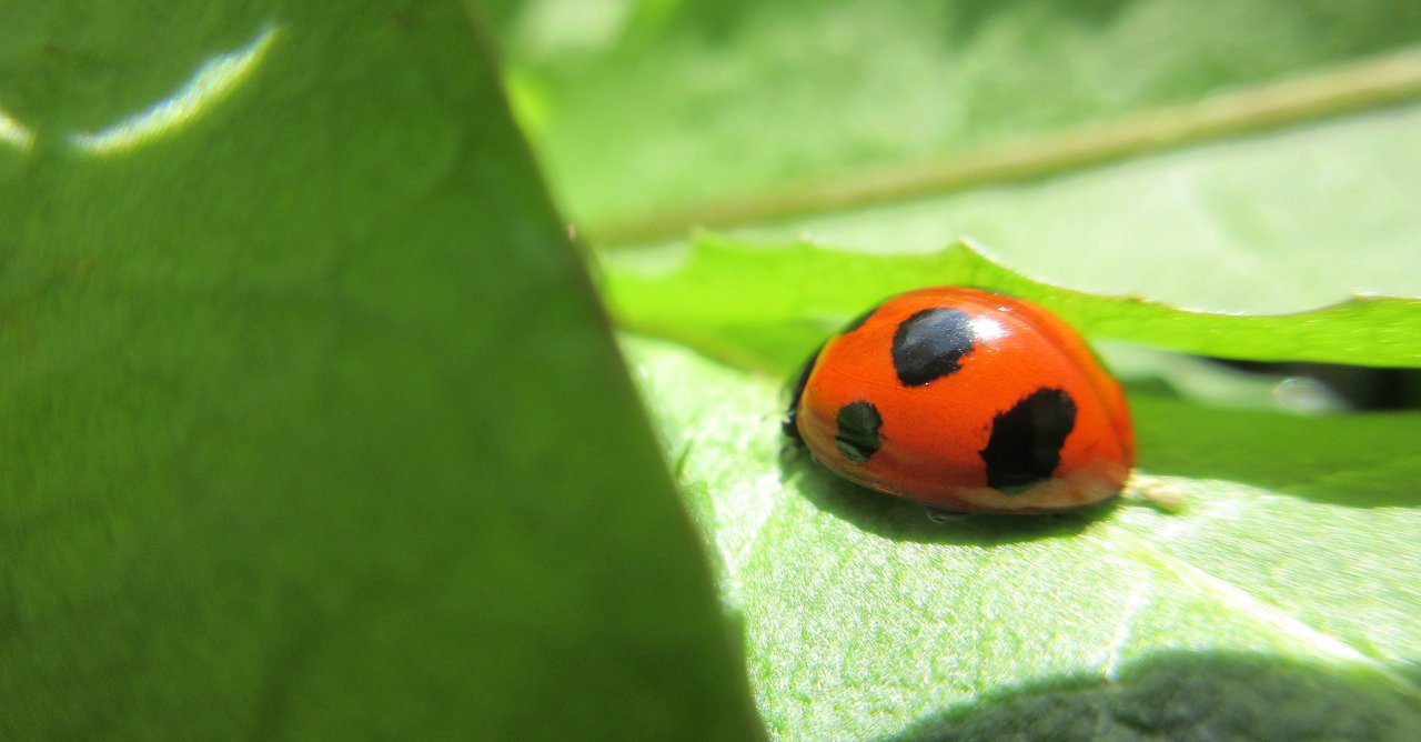 てんとう虫の歌 の新着タグ記事一覧 Note つくる つながる とどける