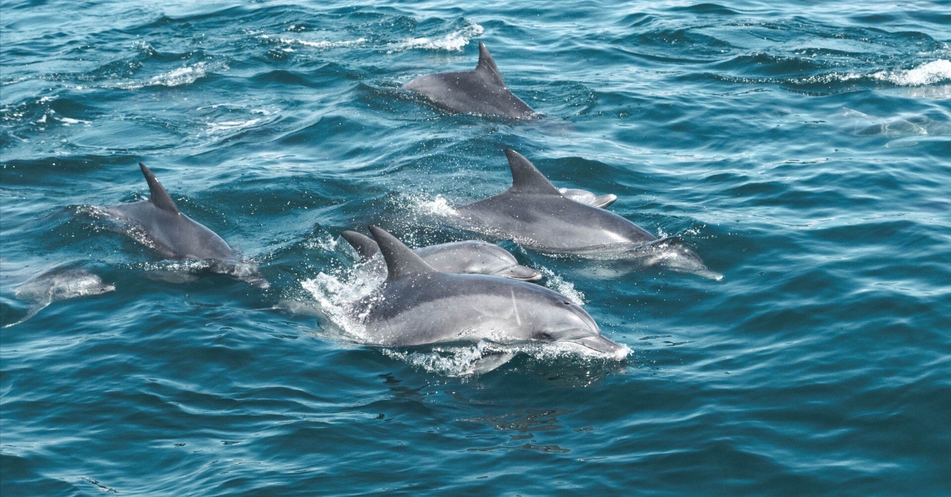 天草で海と空のイルカウォッチング / SONY a7Ⅳ｜como