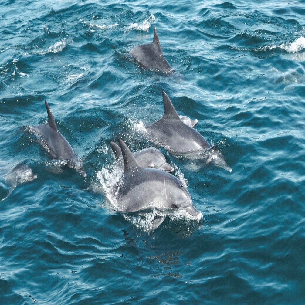 天草で海と空のイルカウォッチング / SONY a7Ⅳ｜como